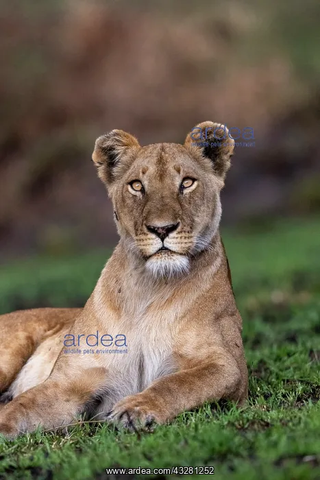 : Afrique, Afrique de l'Est, Kenya, Reserve nationale du Masai : Afrique, Afrique de l'Est, Kenya, Reserve nationale du Masai