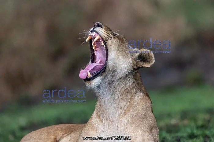 : Afrique, Afrique de l'Est, Kenya, Reserve nationale du Masai : Afrique, Afrique de l'Est, Kenya, Reserve nationale du Masai
