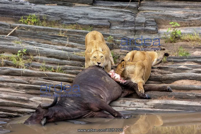 : Afrique, Afrique de l'Est, Kenya, Reserve nationale du Masai : Afrique, Afrique de l'Est, Kenya, Reserve nationale du Masai