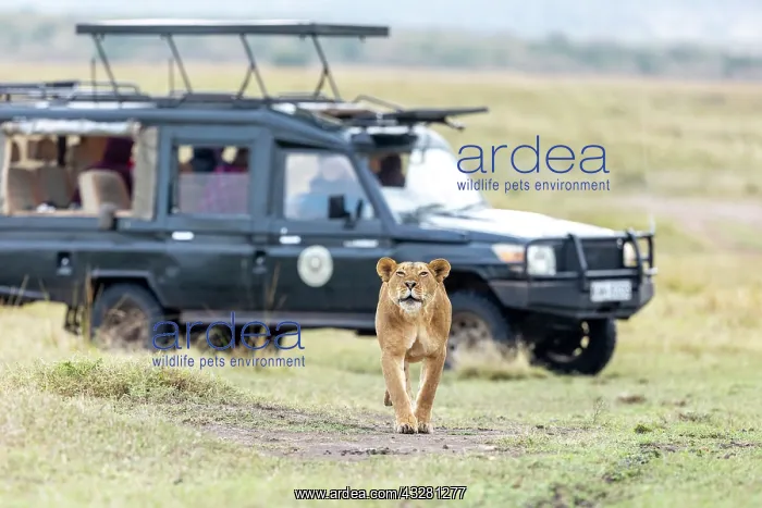 : Afrique, Afrique de l'Est, Kenya, Reserve nationale du Masai : Afrique, Afrique de l'Est, Kenya, Reserve nationale du Masai