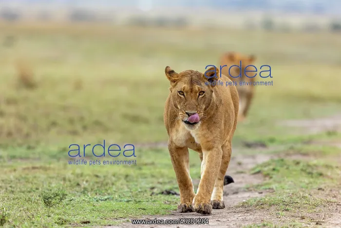 : Afrique, Afrique de l'Est, Kenya, Reserve nationale du Masai : Afrique, Afrique de l'Est, Kenya, Reserve nationale du Masai