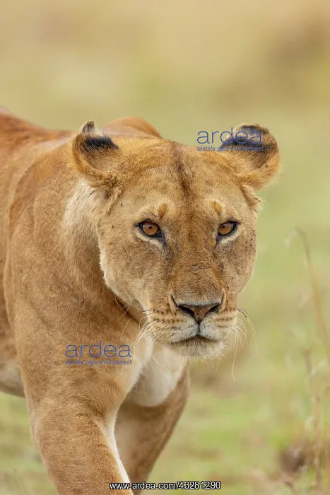: Afrique, Afrique de l'Est, Kenya, Reserve nationale du Masai : Afrique, Afrique de l'Est, Kenya, Reserve nationale du Masai
