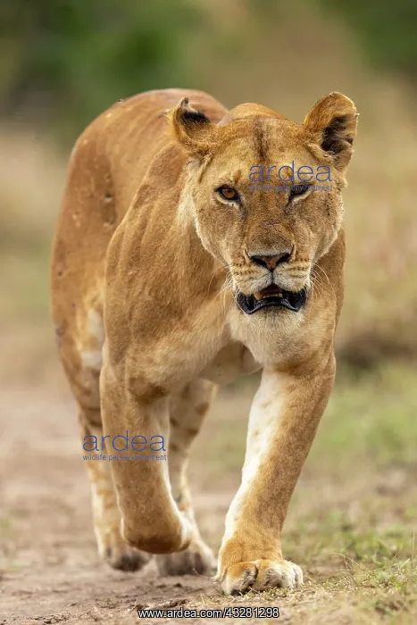 : Afrique, Afrique de l'Est, Kenya, Reserve nationale du Masai : Afrique, Afrique de l'Est, Kenya, Reserve nationale du Masai