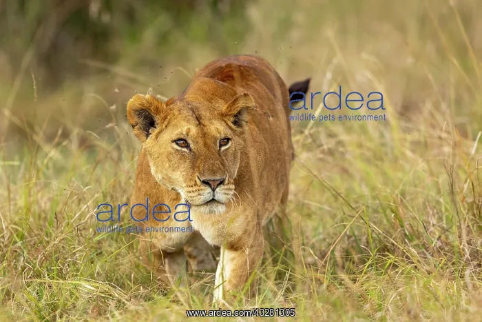: Afrique, Afrique de l'Est, Kenya, Reserve nationale du Masai : Afrique, Afrique de l'Est, Kenya, Reserve nationale du Masai