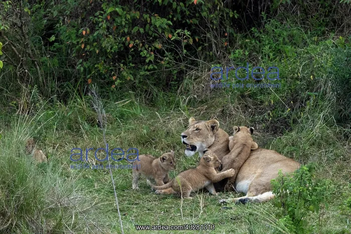 : Afrique, Afrique de l'Est, Kenya, Reserve nationale du Masai : Afrique, Afrique de l'Est, Kenya, Reserve nationale du Masai