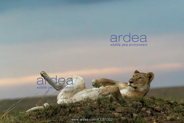 : Afrique, Afrique de l'Est, Kenya, Reserve nationale du Masai : Afrique, Afrique de l'Est, Kenya, Reserve nationale du Masai