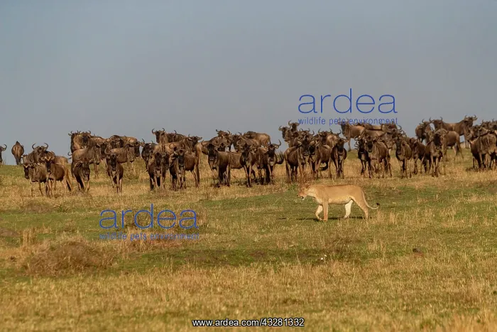 : Afrique, Afrique de l'Est, Kenya, Reserve nationale du Masai : Afrique, Afrique de l'Est, Kenya, Reserve nationale du Masai