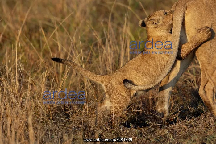 : Afrique, Afrique de l'Est, Kenya, Reserve nationale du Masai : Afrique, Afrique de l'Est, Kenya, Reserve nationale du Masai