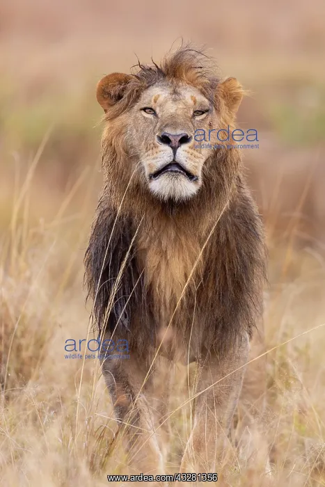 : Afrique, Afrique de l'Est, Kenya, Reserve nationale du Masai : Afrique, Afrique de l'Est, Kenya, Reserve nationale du Masai