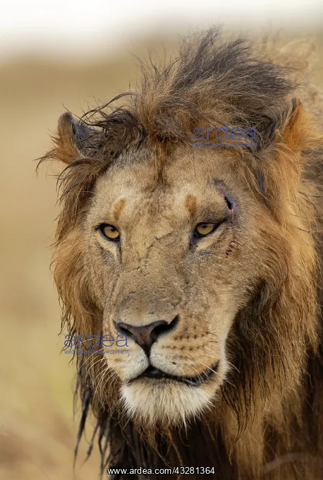 : Afrique, Afrique de l'Est, Kenya, Reserve nationale du Masai : Afrique, Afrique de l'Est, Kenya, Reserve nationale du Masai