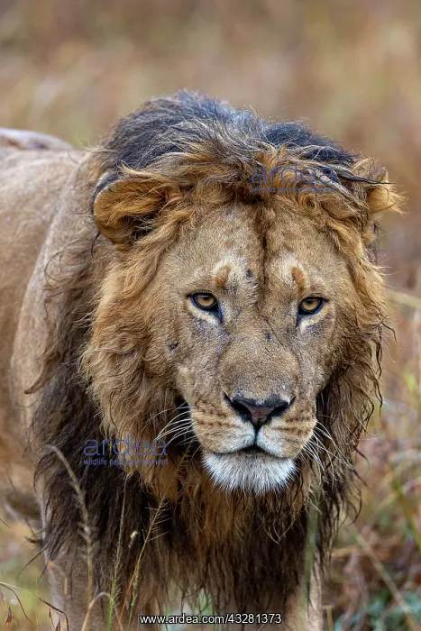  : Afrique, Afrique de l'Est, Kenya, Reserve nationale du Masai