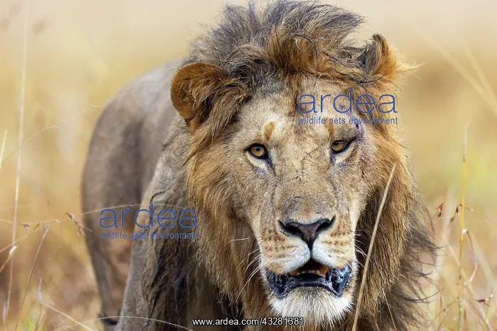 : Afrique, Afrique de l'Est, Kenya, Reserve nationale du Masai : Afrique, Afrique de l'Est, Kenya, Reserve nationale du Masai