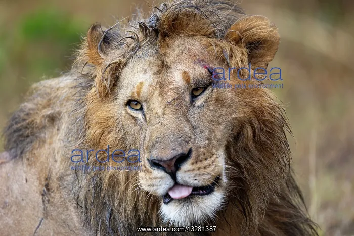 : Afrique, Afrique de l'Est, Kenya, Reserve nationale du Masai : Afrique, Afrique de l'Est, Kenya, Reserve nationale du Masai