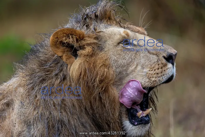 : Afrique, Afrique de l'Est, Kenya, Reserve nationale du Masai : Afrique, Afrique de l'Est, Kenya, Reserve nationale du Masai