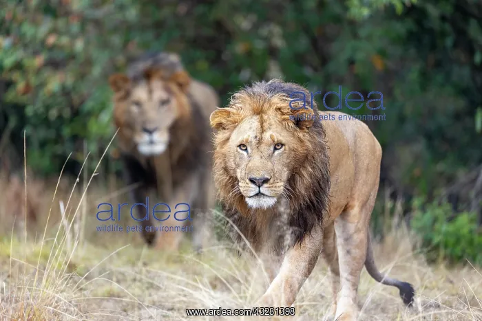 : Afrique, Afrique de l'Est, Kenya, Reserve nationale du Masai : Afrique, Afrique de l'Est, Kenya, Reserve nationale du Masai