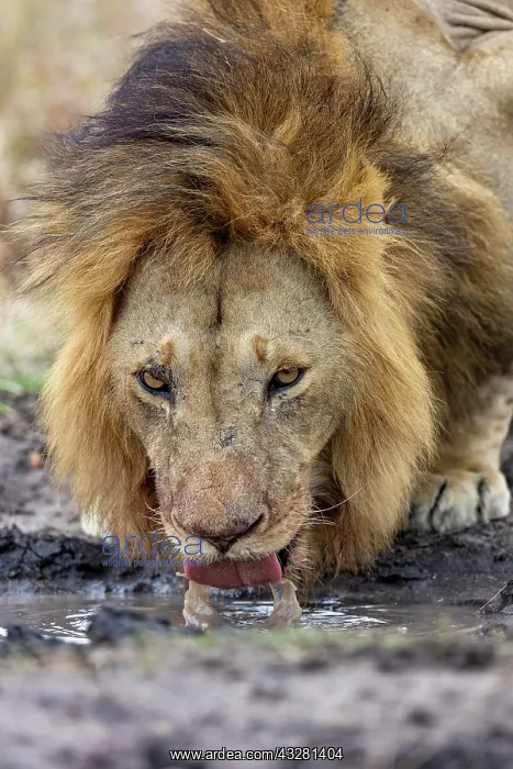 : Afrique, Afrique de l'Est, Kenya, Reserve nationale du Masai : Afrique, Afrique de l'Est, Kenya, Reserve nationale du Masai
