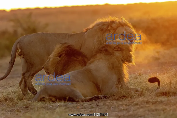 : Afrique, Afrique de l'Est, Kenya, Reserve nationale du Masai : Afrique, Afrique de l'Est, Kenya, Reserve nationale du Masai