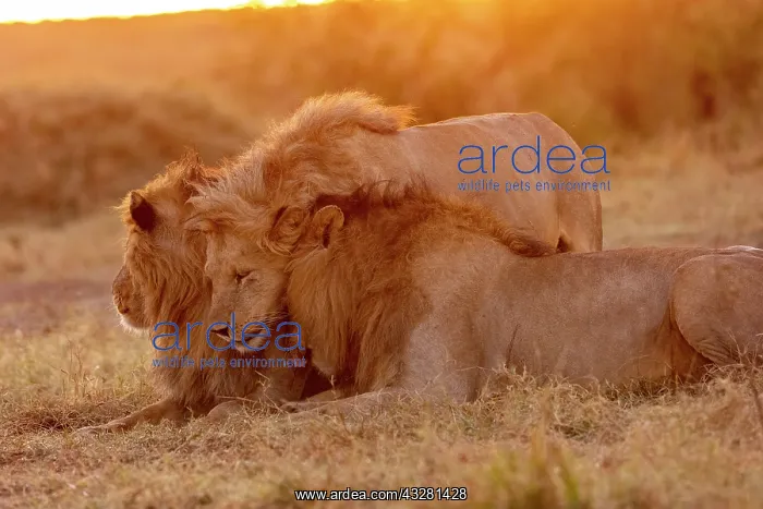 : Afrique, Afrique de l'Est, Kenya, Reserve nationale du Masai : Afrique, Afrique de l'Est, Kenya, Reserve nationale du Masai