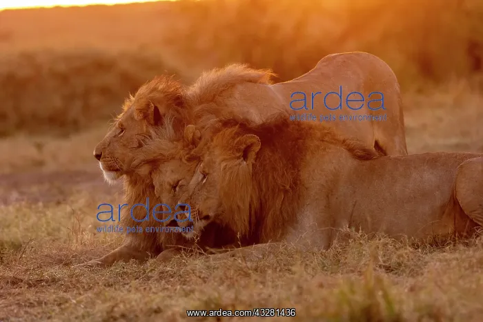 : Afrique, Afrique de l'Est, Kenya, Reserve nationale du Masai : Afrique, Afrique de l'Est, Kenya, Reserve nationale du Masai