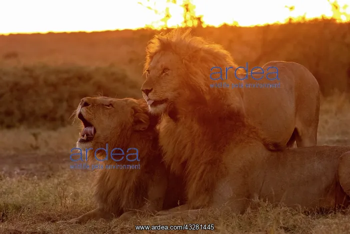 : Afrique, Afrique de l'Est, Kenya, Reserve nationale du Masai : Afrique, Afrique de l'Est, Kenya, Reserve nationale du Masai