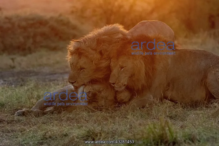 : Afrique, Afrique de l'Est, Kenya, Reserve nationale du Masai : Afrique, Afrique de l'Est, Kenya, Reserve nationale du Masai