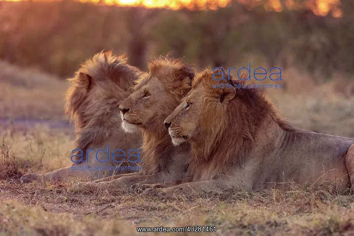 : Afrique, Afrique de l'Est, Kenya, Reserve nationale du Masai : Afrique, Afrique de l'Est, Kenya, Reserve nationale du Masai