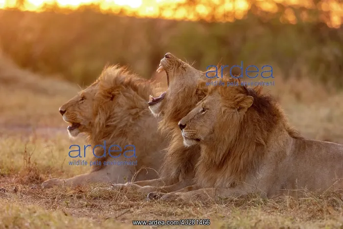 : Afrique, Afrique de l'Est, Kenya, Reserve nationale du Masai : Afrique, Afrique de l'Est, Kenya, Reserve nationale du Masai