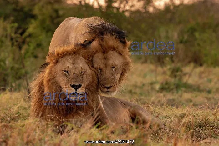 : Afrique, Afrique de l'Est, Kenya, Reserve nationale du Masai : Afrique, Afrique de l'Est, Kenya, Reserve nationale du Masai