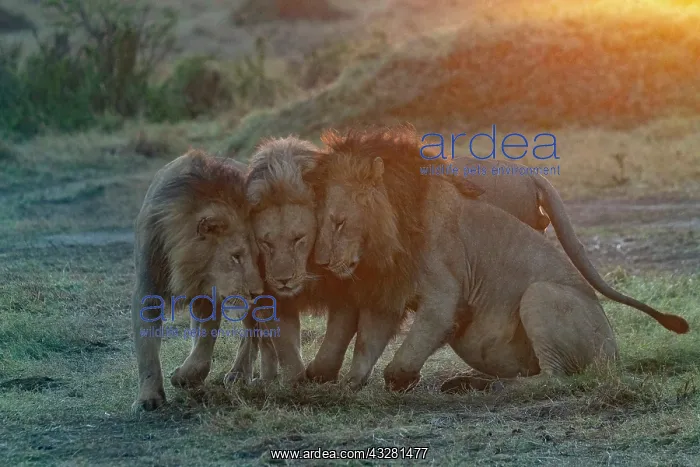: Afrique, Afrique de l'Est, Kenya, Reserve nationale du Masai : Afrique, Afrique de l'Est, Kenya, Reserve nationale du Masai