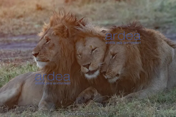 : Afrique, Afrique de l'Est, Kenya, Reserve nationale du Masai : Afrique, Afrique de l'Est, Kenya, Reserve nationale du Masai