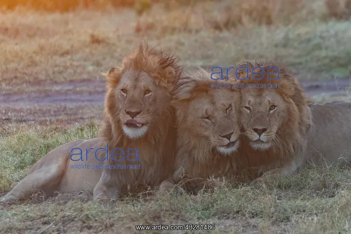 : Afrique, Afrique de l'Est, Kenya, Reserve nationale du Masai : Afrique, Afrique de l'Est, Kenya, Reserve nationale du Masai