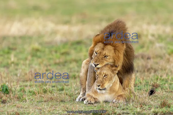 : Afrique, Afrique de l'Est, Kenya, Reserve nationale du Masai : Afrique, Afrique de l'Est, Kenya, Reserve nationale du Masai