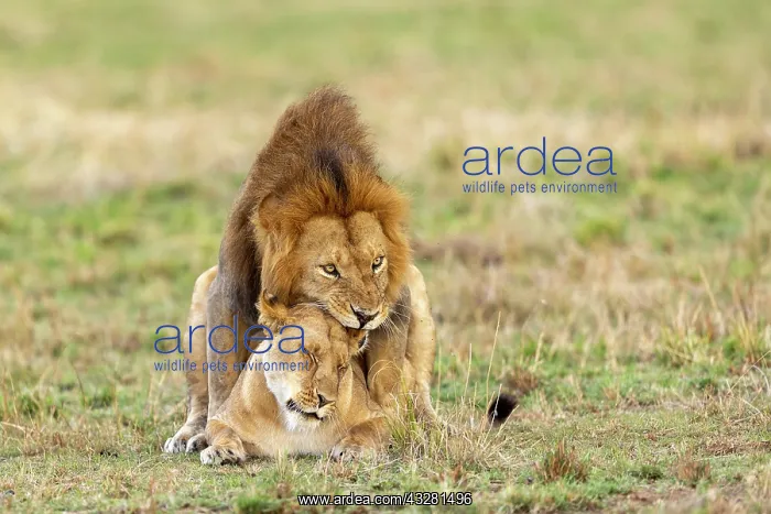 : Afrique, Afrique de l'Est, Kenya, Reserve nationale du Masai : Afrique, Afrique de l'Est, Kenya, Reserve nationale du Masai