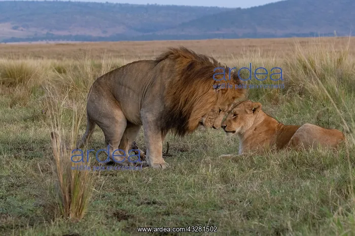 : Afrique, Afrique de l'Est, Kenya, Reserve nationale du Masai : Afrique, Afrique de l'Est, Kenya, Reserve nationale du Masai