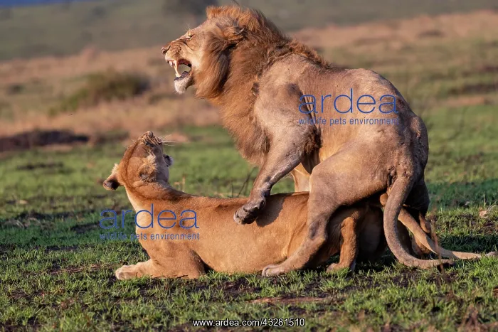 : Afrique, Afrique de l'Est, Kenya, Reserve nationale du Masai : Afrique, Afrique de l'Est, Kenya, Reserve nationale du Masai