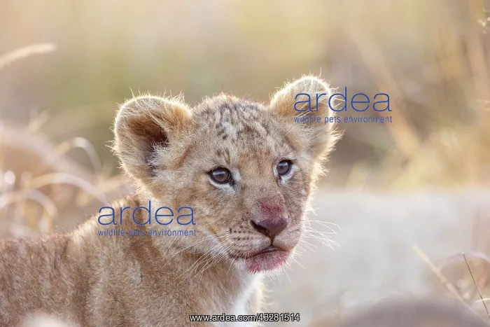 : Afrique, Afrique de l'Est, Kenya, Reserve nationale du Masai : Afrique, Afrique de l'Est, Kenya, Reserve nationale du Masai