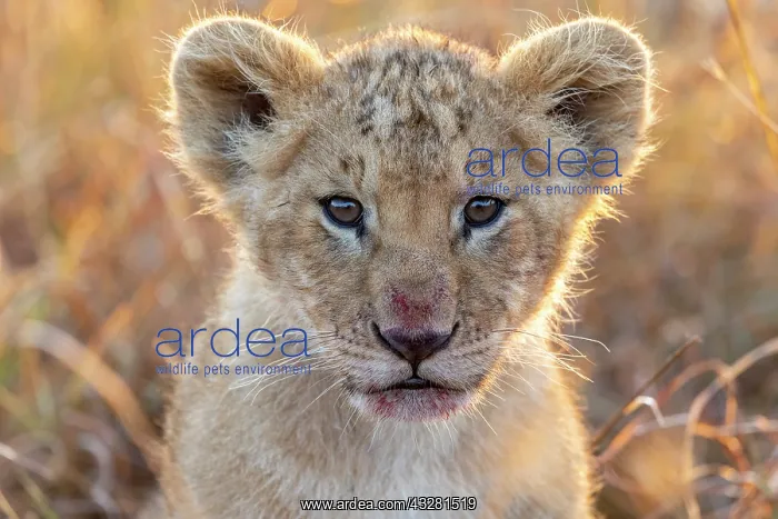 : Afrique, Afrique de l'Est, Kenya, Reserve nationale du Masai : Afrique, Afrique de l'Est, Kenya, Reserve nationale du Masai