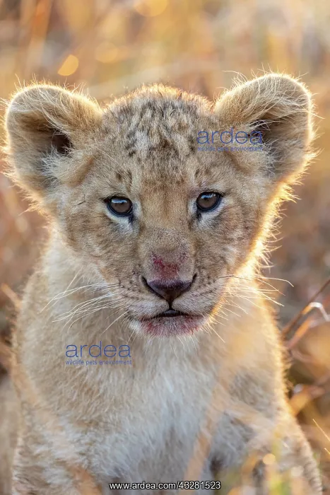: Afrique, Afrique de l'Est, Kenya, Reserve nationale du Masai : Afrique, Afrique de l'Est, Kenya, Reserve nationale du Masai