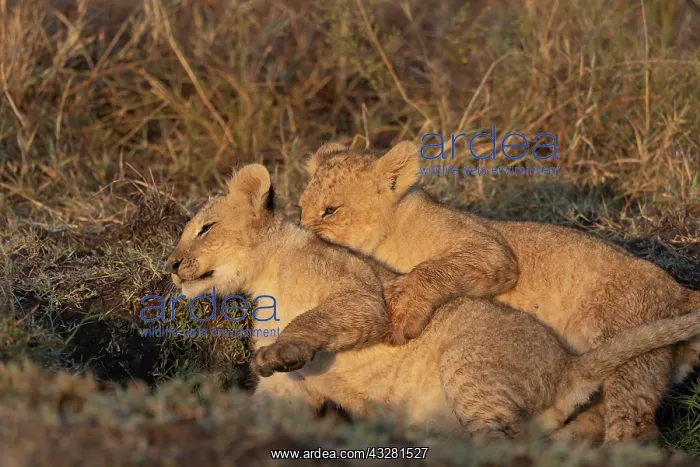 : Afrique, Afrique de l'Est, Kenya, Reserve nationale du Masai : Afrique, Afrique de l'Est, Kenya, Reserve nationale du Masai