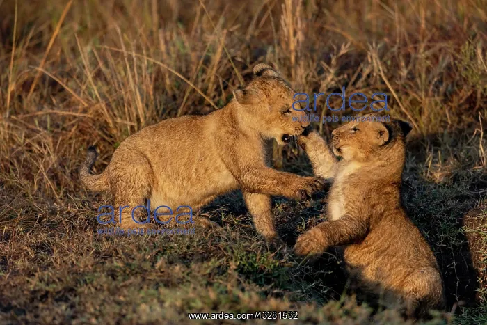: Afrique, Afrique de l'Est, Kenya, Reserve nationale du Masai : Afrique, Afrique de l'Est, Kenya, Reserve nationale du Masai