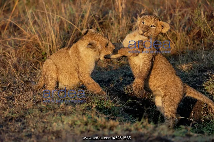 : Afrique, Afrique de l'Est, Kenya, Reserve nationale du Masai : Afrique, Afrique de l'Est, Kenya, Reserve nationale du Masai