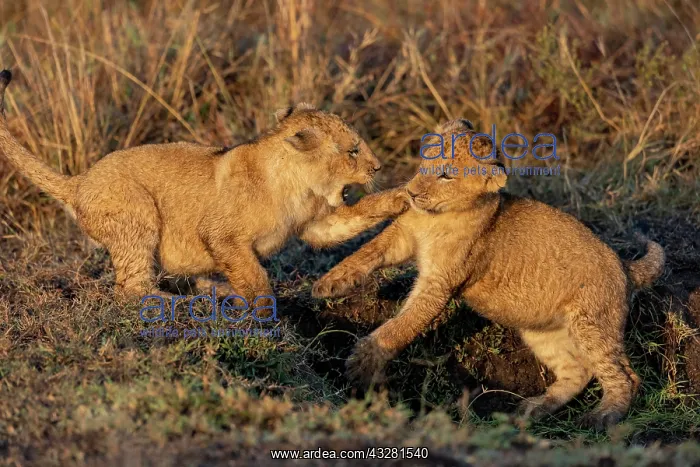 : Afrique, Afrique de l'Est, Kenya, Reserve nationale du Masai : Afrique, Afrique de l'Est, Kenya, Reserve nationale du Masai