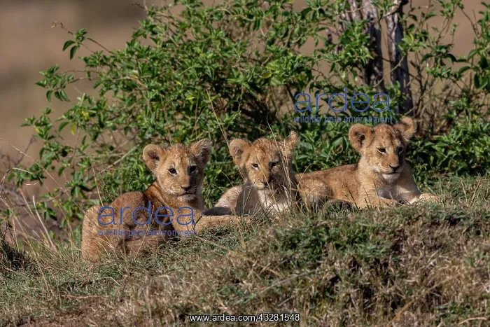 : Afrique, Afrique de l'Est, Kenya, Reserve nationale du Masai : Afrique, Afrique de l'Est, Kenya, Reserve nationale du Masai