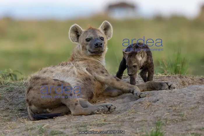 : Afrique, Afrique de l'Est, Kenya, Reserve nationale du Masai : Afrique, Afrique de l'Est, Kenya, Reserve nationale du Masai