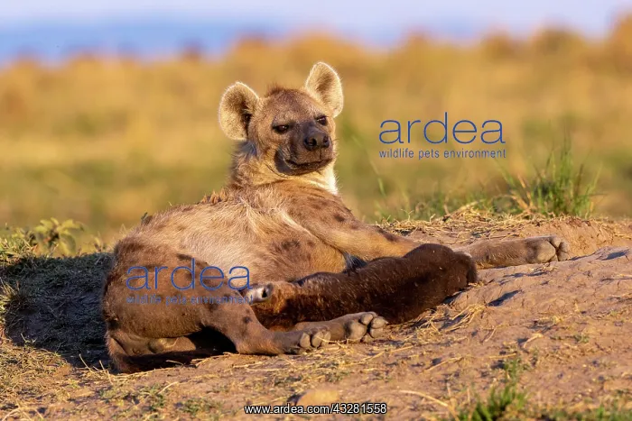 : Afrique, Afrique de l'Est, Kenya, Reserve nationale du Masai : Afrique, Afrique de l'Est, Kenya, Reserve nationale du Masai