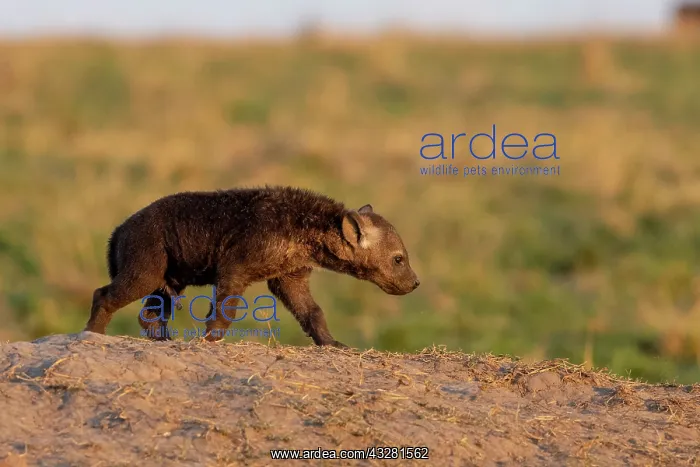 : Afrique, Afrique de l'Est, Kenya, Reserve nationale du Masai : Afrique, Afrique de l'Est, Kenya, Reserve nationale du Masai