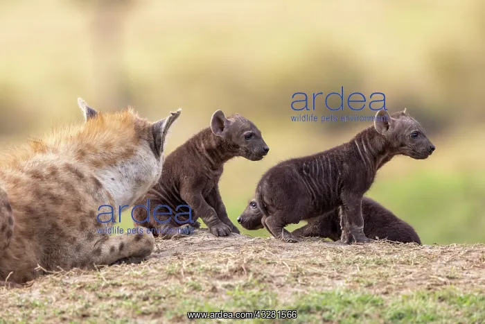 : Afrique, Afrique de l'Est, Kenya, Reserve nationale du Masai : Afrique, Afrique de l'Est, Kenya, Reserve nationale du Masai