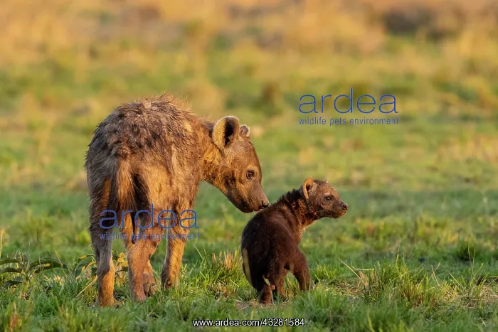 : Afrique, Afrique de l'Est, Kenya, Reserve nationale du Masai : Afrique, Afrique de l'Est, Kenya, Reserve nationale du Masai