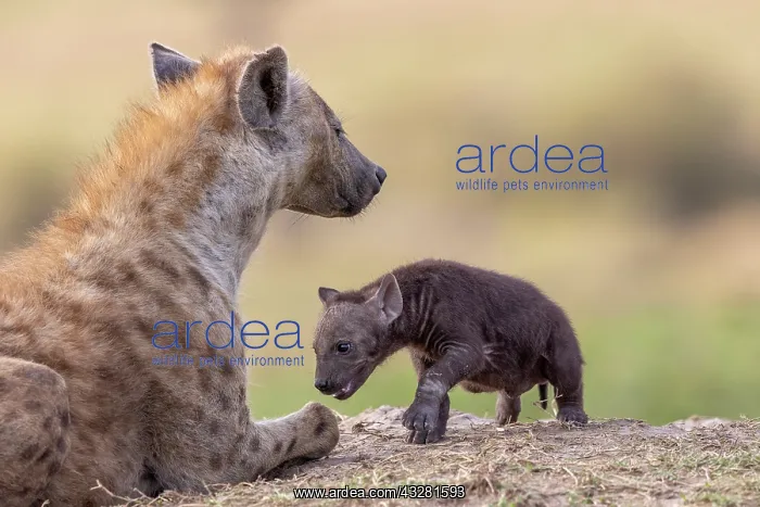 : Afrique, Afrique de l'Est, Kenya, Reserve nationale du Masai : Afrique, Afrique de l'Est, Kenya, Reserve nationale du Masai