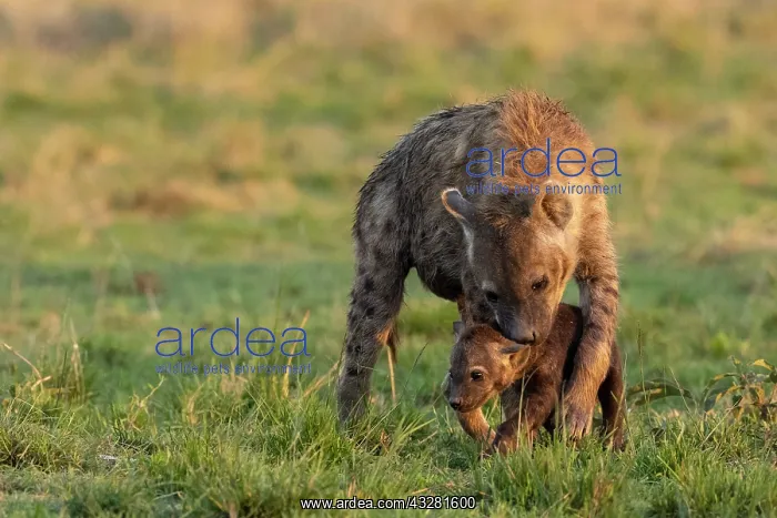 : Afrique, Afrique de l'Est, Kenya, Reserve nationale du Masai : Afrique, Afrique de l'Est, Kenya, Reserve nationale du Masai